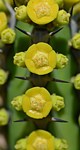 Euphorbia tescorum PV2496 Merille GPS168 v 2012 Kenya 2014_0444.jpg